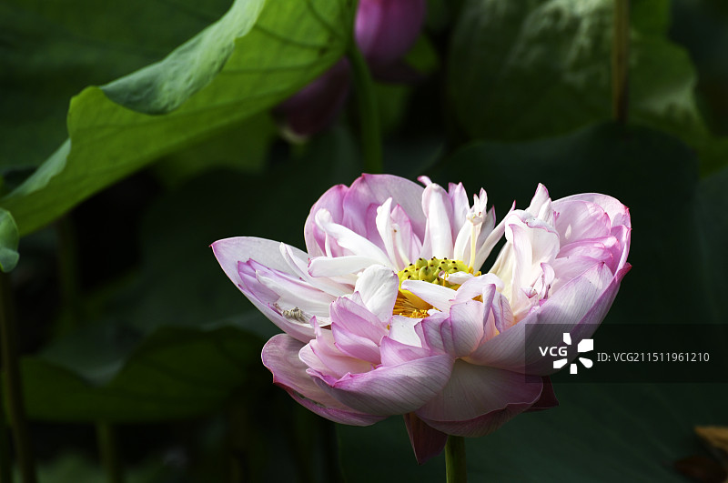 山东枣庄滕州市微山湖红荷湿地景区荷花竞艳图片素材