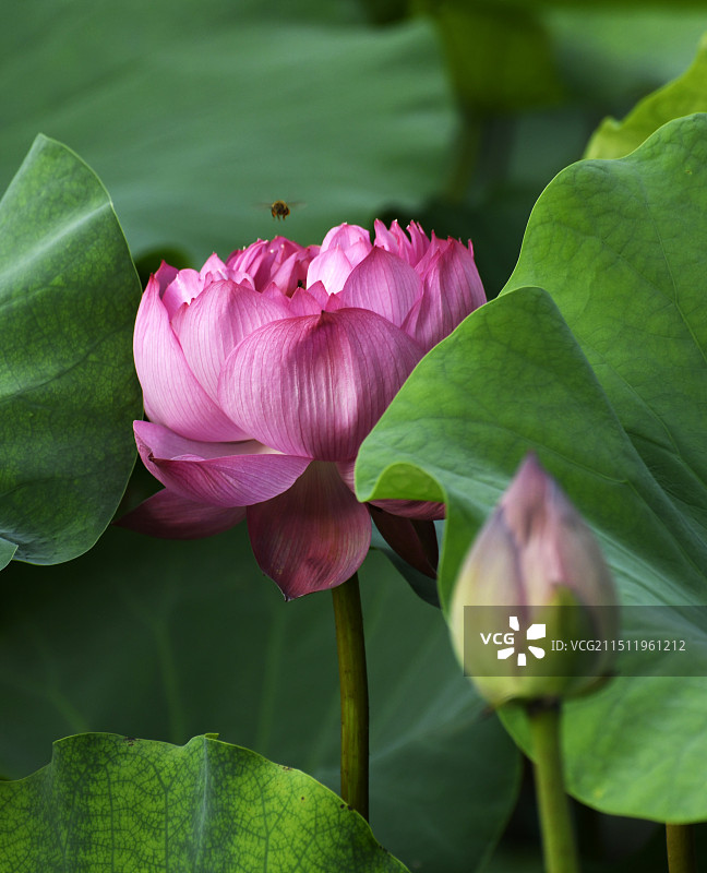 山东枣庄滕州市微山湖红荷湿地景区荷花竞艳图片素材
