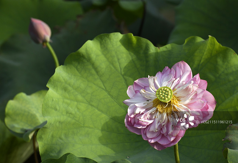 山东枣庄滕州市微山湖红荷湿地景区荷花竞艳图片素材