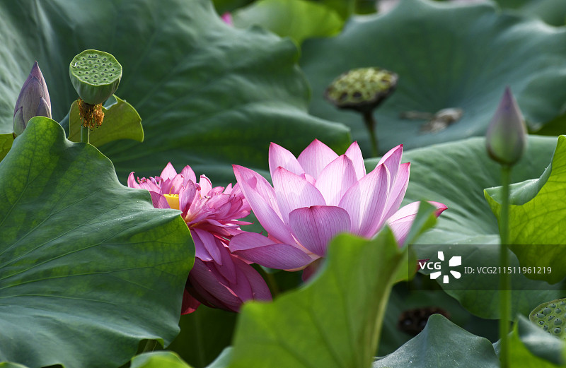 山东枣庄滕州市微山湖红荷湿地景区荷花竞艳图片素材