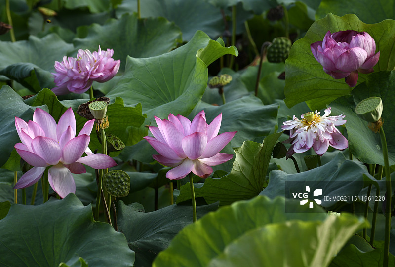 山东枣庄滕州市微山湖红荷湿地景区荷花竞艳图片素材