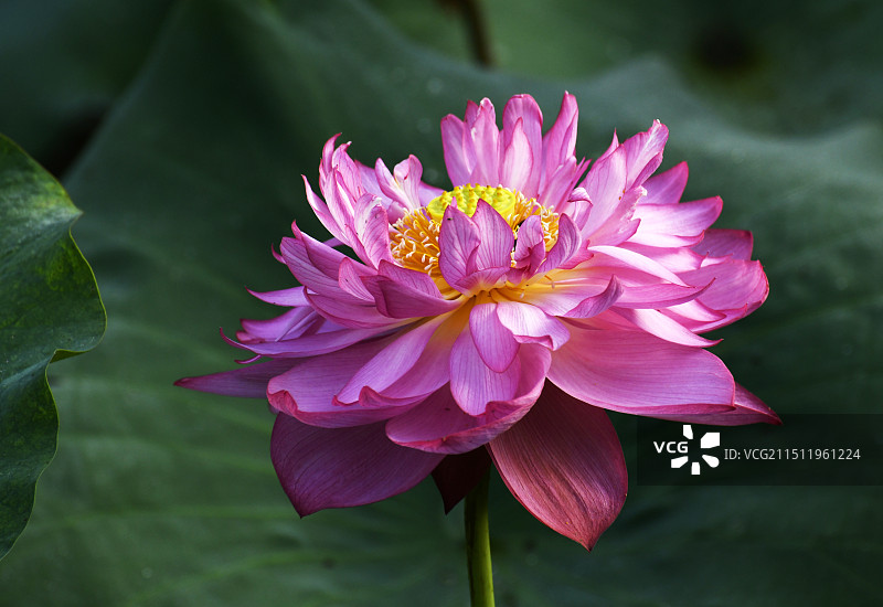 山东枣庄滕州市微山湖红荷湿地景区荷花竞艳图片素材