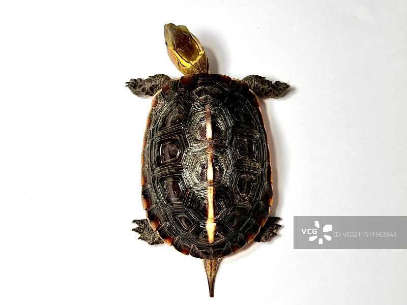 安缘龟图片素材