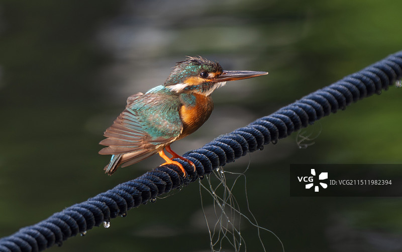 夕阳下的小翠图片素材