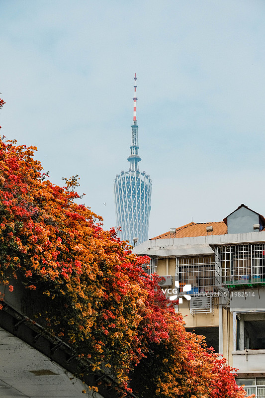 三角梅与广州塔图片素材