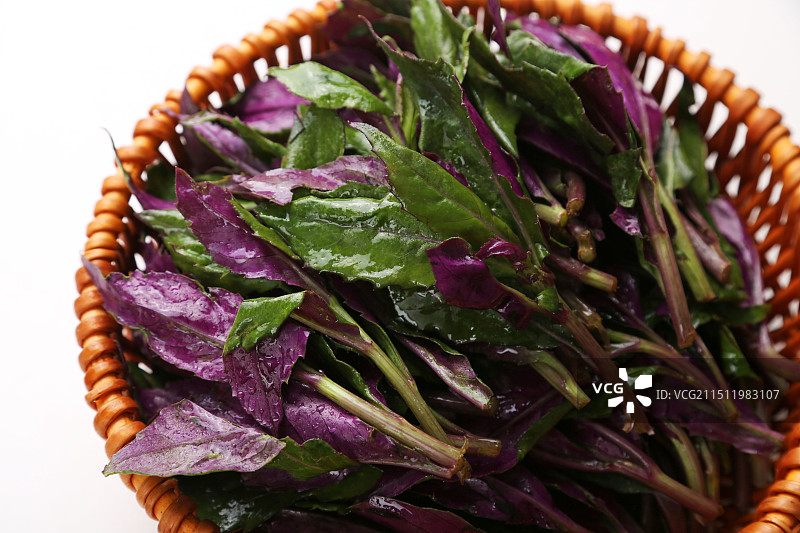 红凤菜图片素材