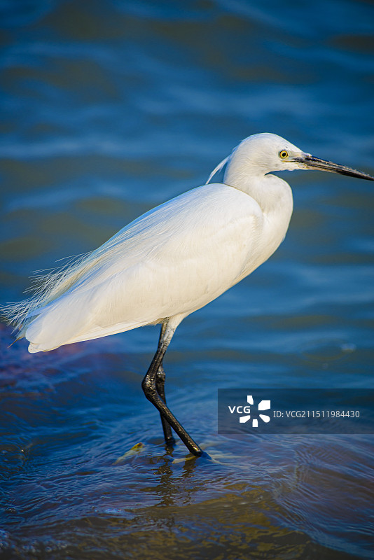 国家保护鸟类白鹭图片素材