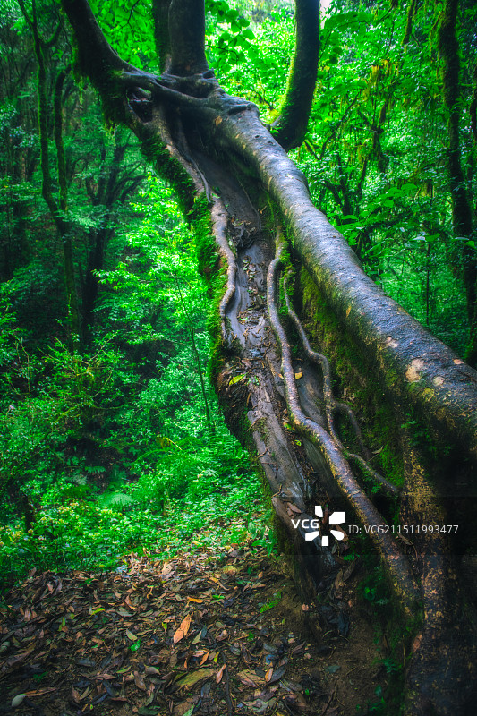 云南玉溪哀牢山金山原始森林公园内一颗老树横卧的风景图片素材