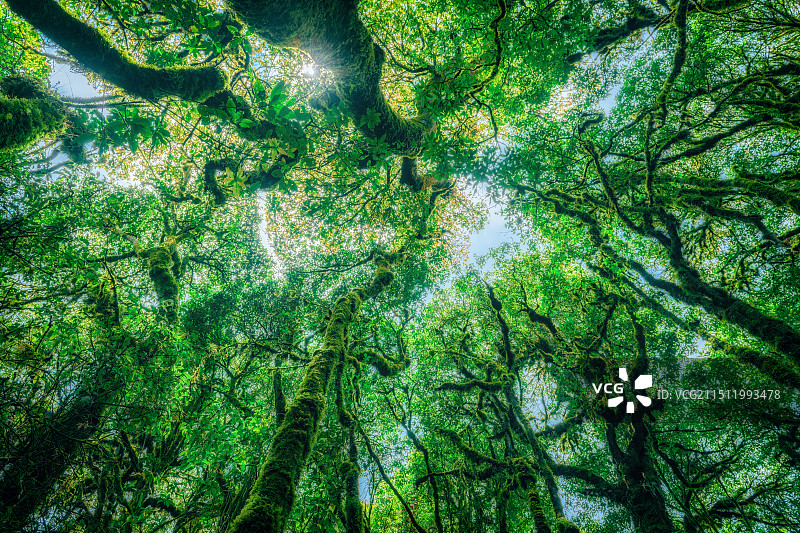 云南玉溪哀牢山金山原始森林里交错的树枝仰拍全景图片素材