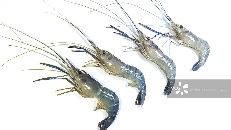 罗氏虾图片素材