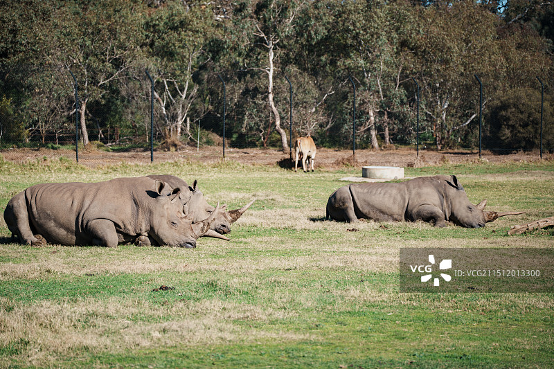 墨尔本动物园图片素材
