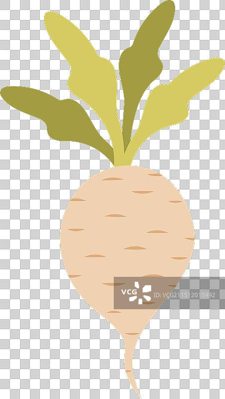 白色甜菜卡通图片素材