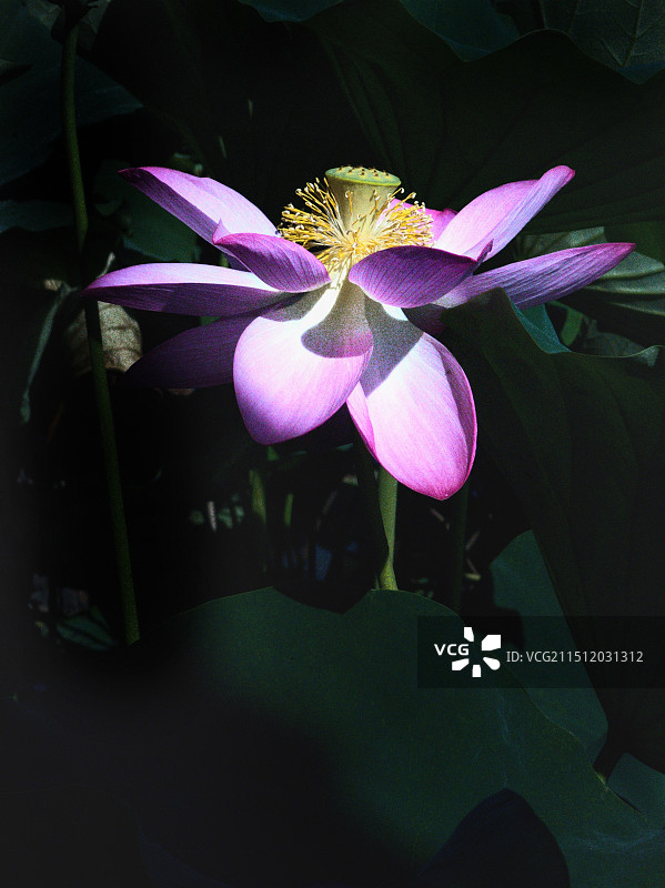 紫色荷花图片素材