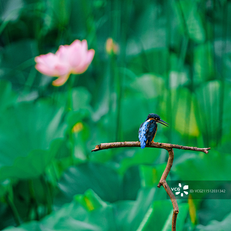 龙潭西湖荷花翠鸟图片素材