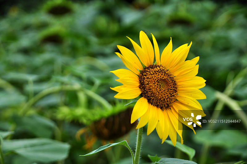 济南植物园的向日葵图片素材