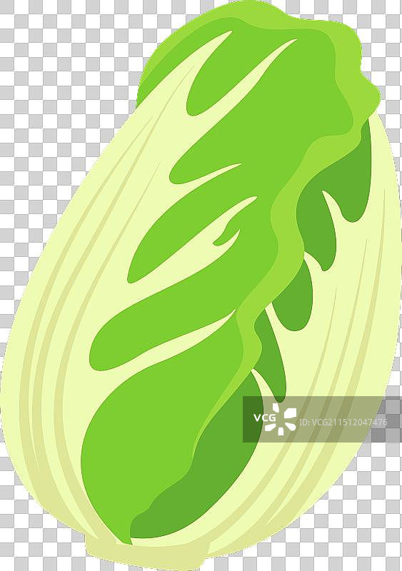 天然新鲜的绿色中国白菜图片素材