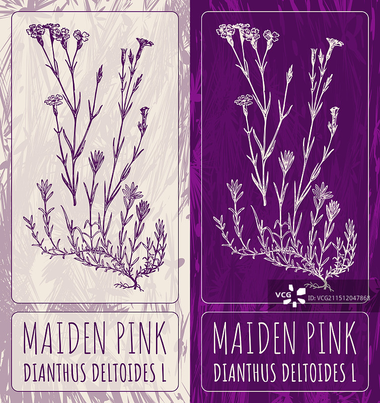 手绘粉色少女图案图片素材