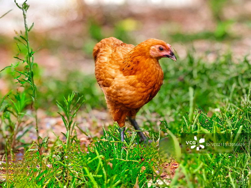 农家散养鸡特写镜头图片素材