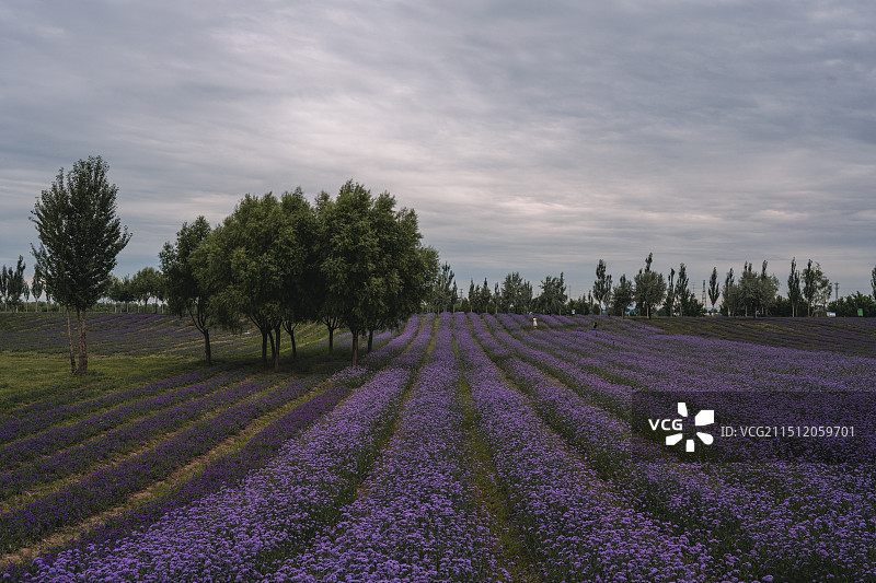 呼和浩特大黑河郊野花海之约图片素材