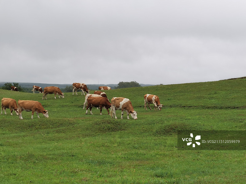 草原上的牛群图片素材