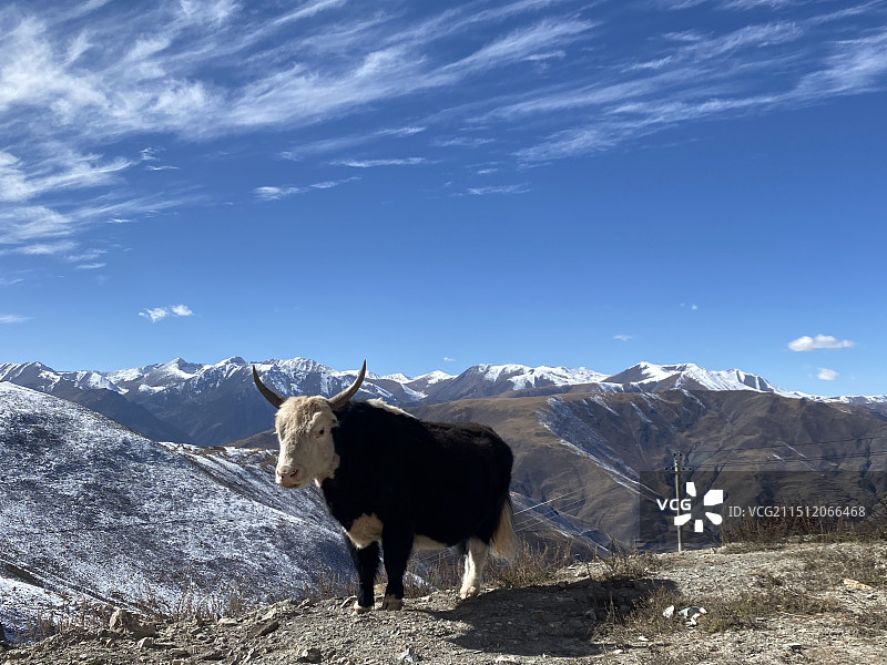 雪山上的牦牛图片素材