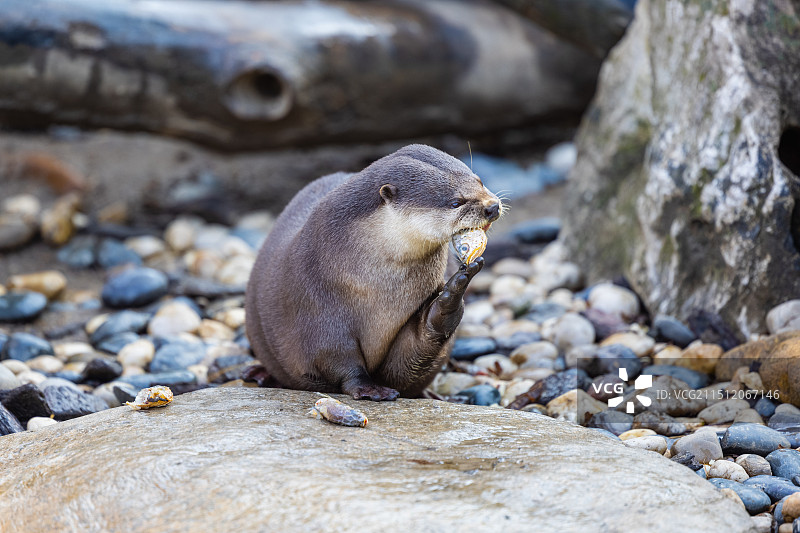 水獭图片素材
