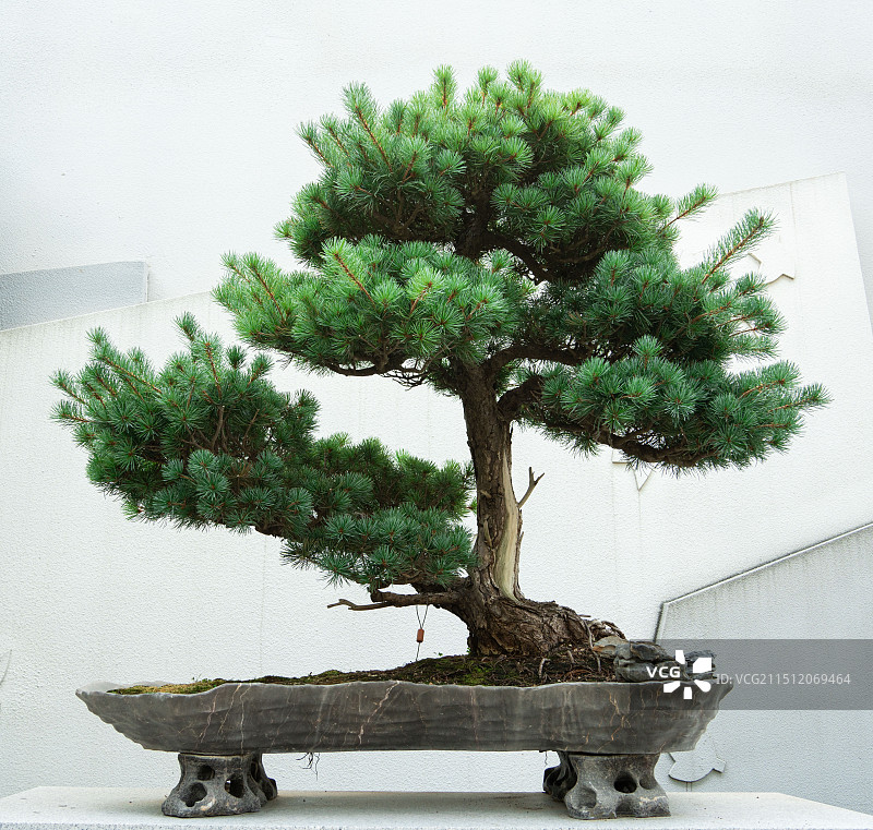 南通如皋盆景大观景区图片素材