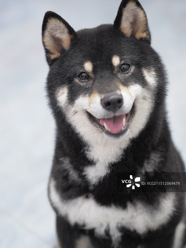 黑色柴犬图片素材