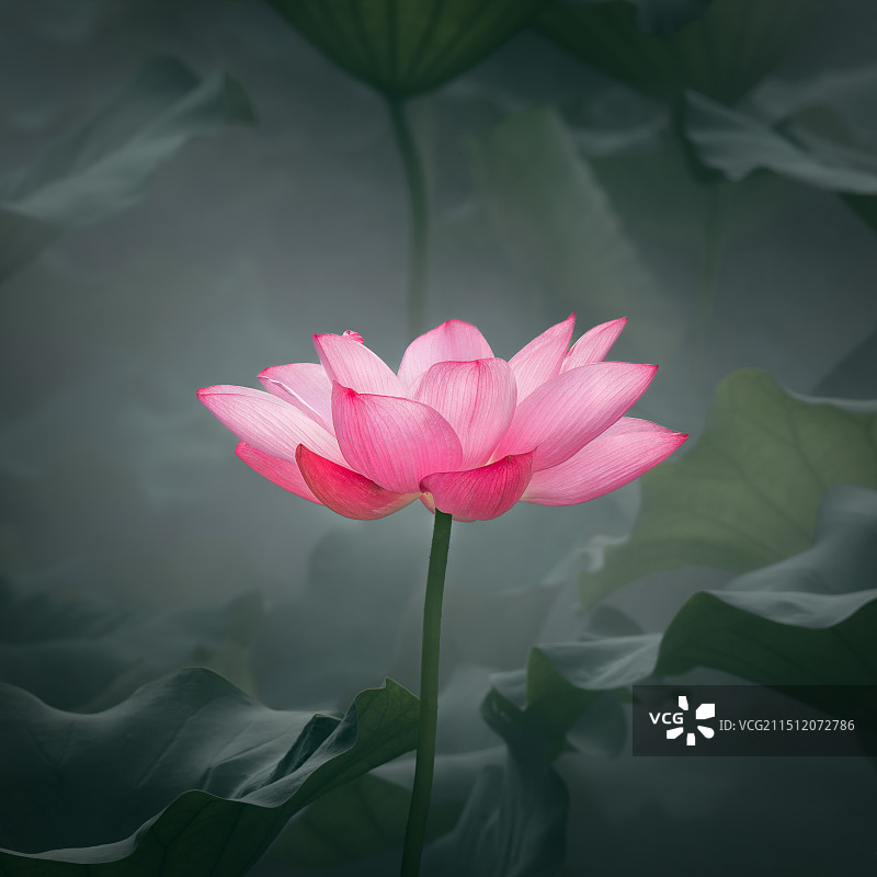 荷花盛开的季节图片素材