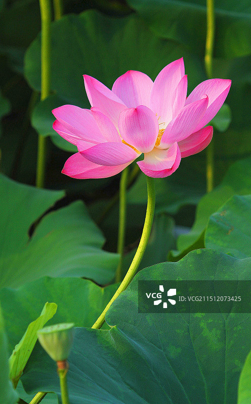 一枝花图片素材