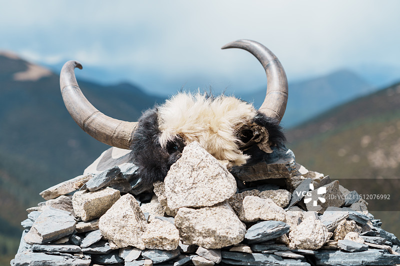 岩石上的动物特写镜头图片素材