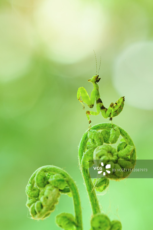 眼斑螳螂幼体图片素材