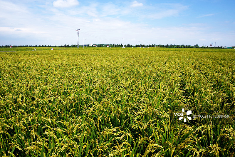 水稻田图片素材