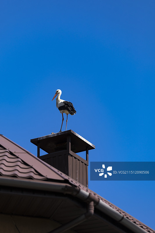 蓝天下栖息在屋顶烟囱上的白鹳图片素材