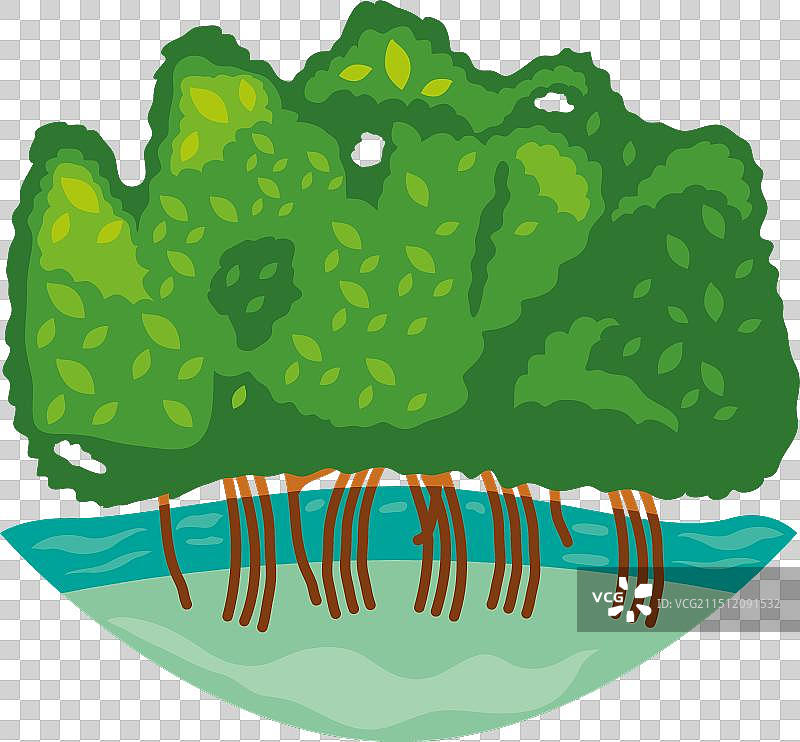 红树林和热带植物图片素材