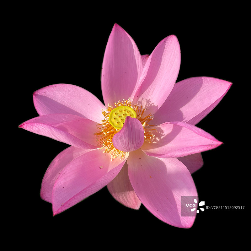 黑色背景下粉红色荷花的特写镜头图片素材
