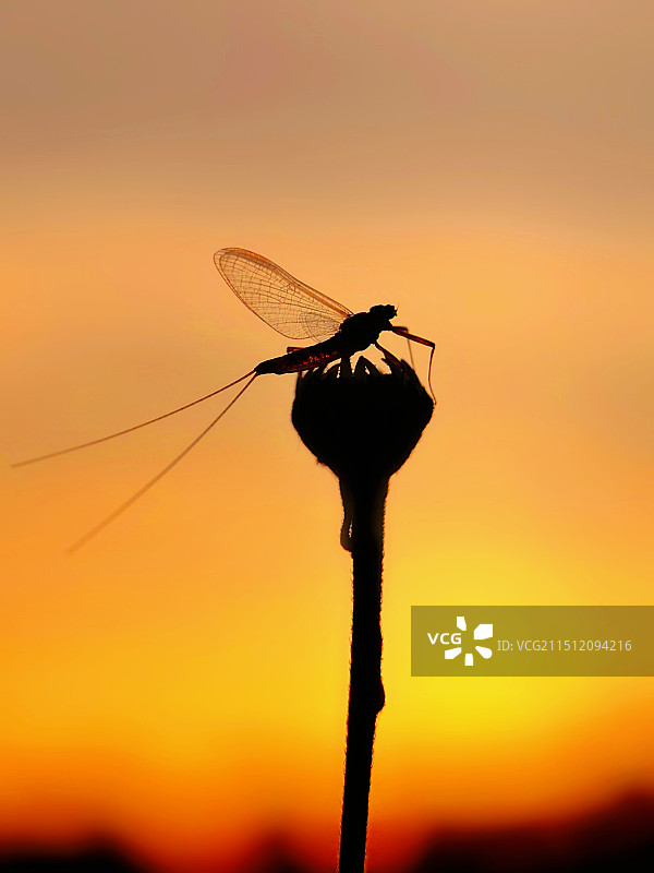 夕阳下的蜉蝣图片素材