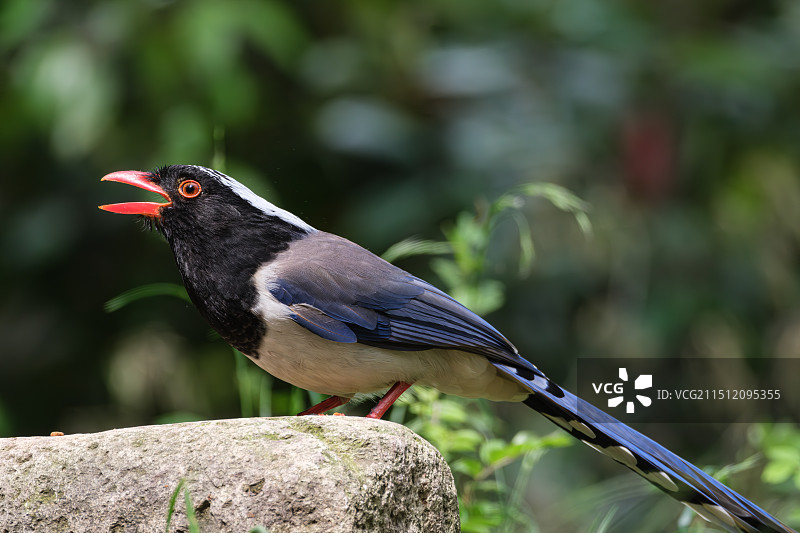 红嘴蓝鹊图片素材