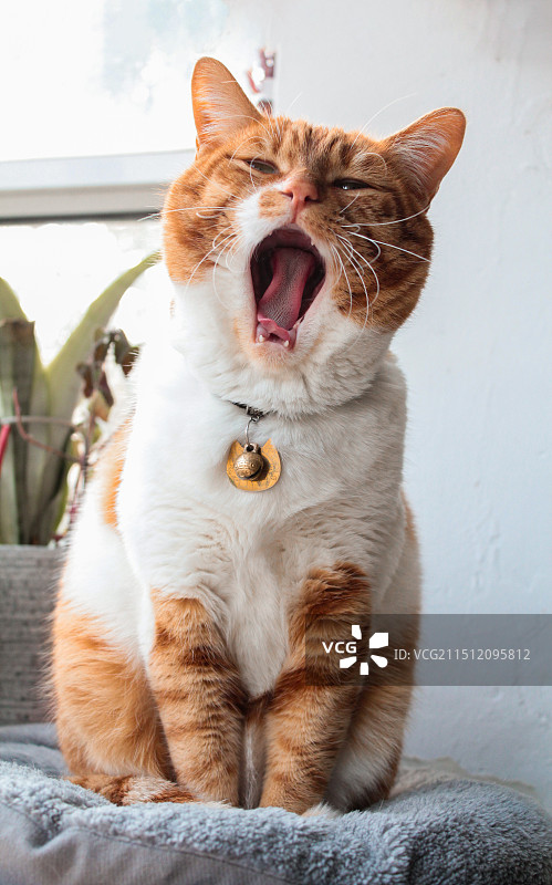 猫咪打哈欠图片素材