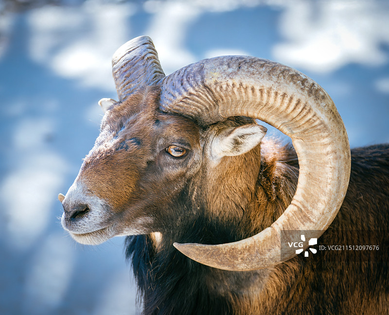 大角羊头部特写镜头图片素材