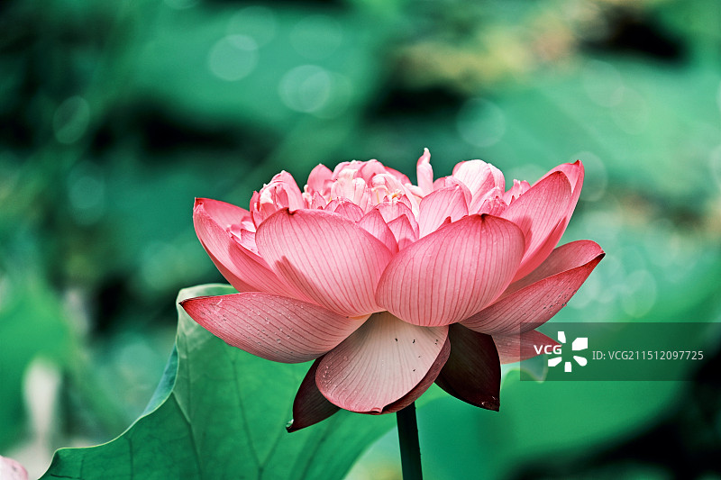夏天盛开的粉白色荷花图片素材