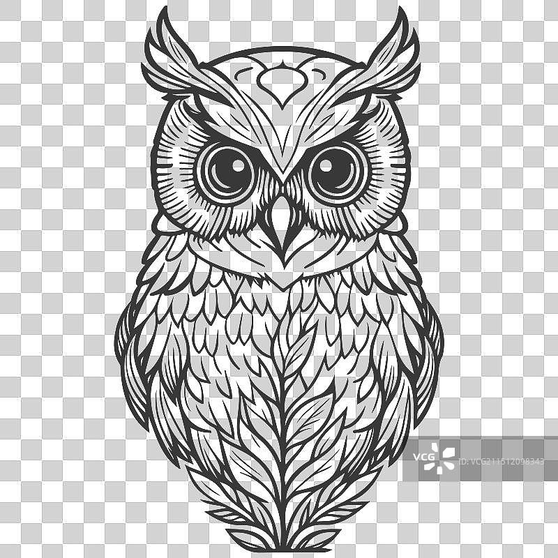 动物：花卉春灰色勇敢的猫头鹰图片素材