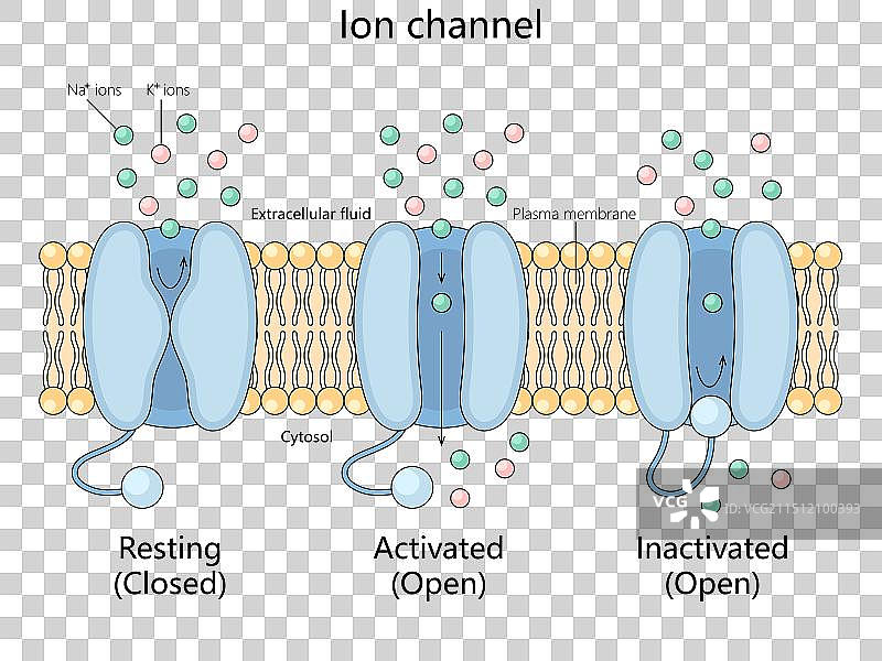 离子通道状态和功能图科学图片素材