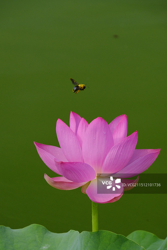 魅力荷花图片素材