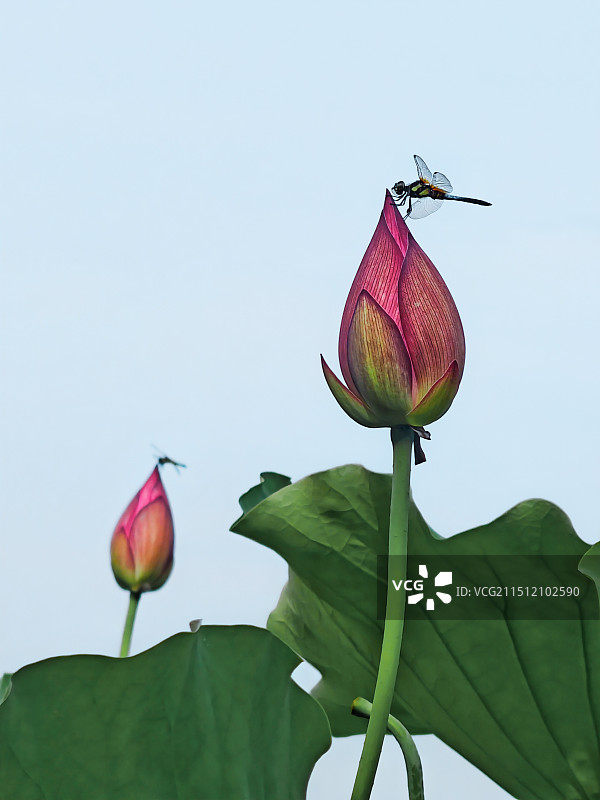 荷花上的蜻蜓图片素材