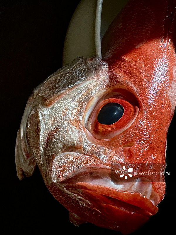 大眼鱼图片素材