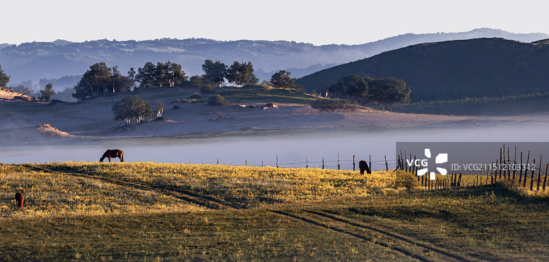 乌兰布统坝上草原清晨近处的马儿与远处的白桦树图片素材