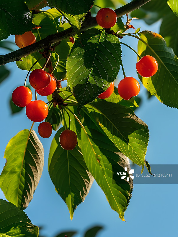 树上的樱桃图片素材