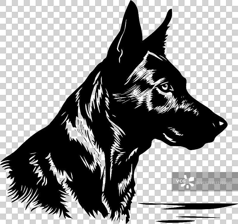 澳大利亚卡尔比犬 - 简约风格图片素材