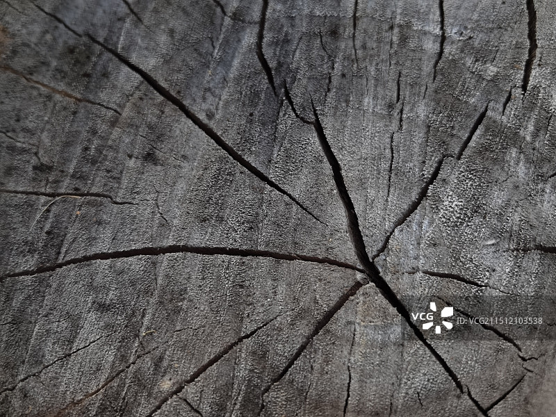 大大的遗憾，被砍伐的树桩特写镜头图片素材